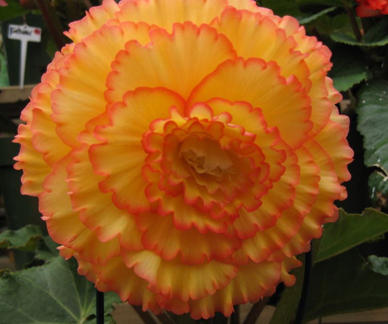 B. ‘Chantilly Lace’